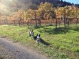 Jack and Queenie in the vineyard